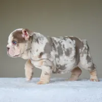 Lola, a female English Bulldog for sale in Dallas, TX – Photo 8 of 10