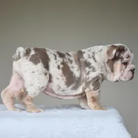 Lola, a female English Bulldog for sale in Dallas, TX – Photo 10 of 10