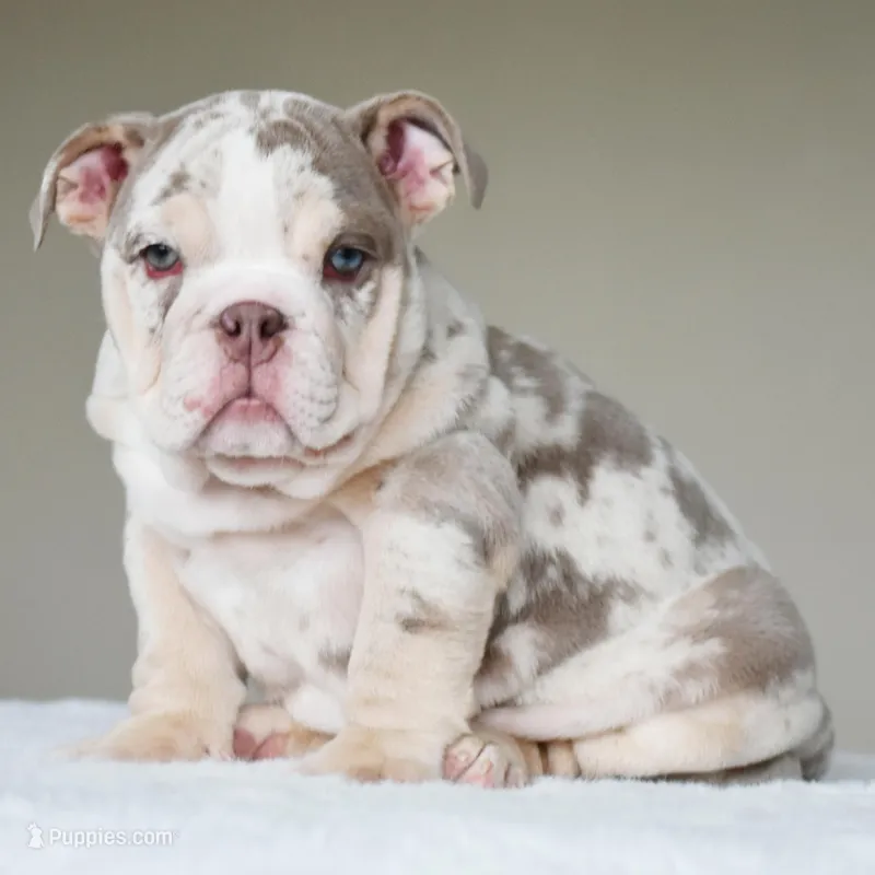 Lola – English Bulldog puppy for sale in Dallas, TX