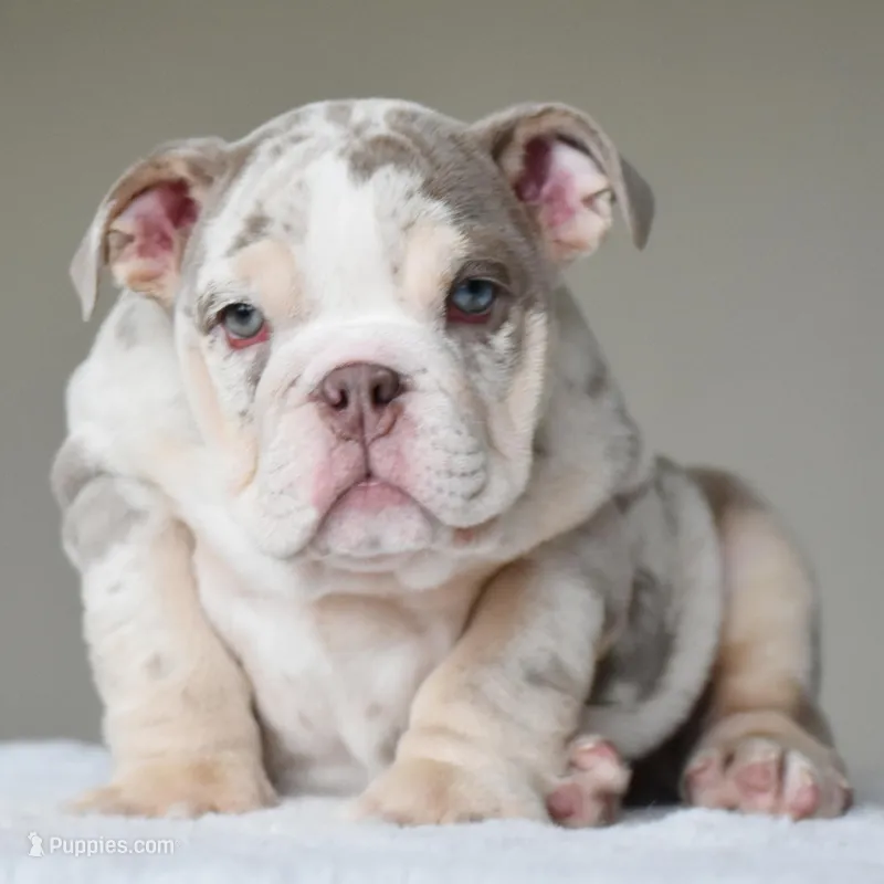 Lola – English Bulldog puppy for sale in Dallas, TX