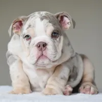 Lola, a female English Bulldog for sale in Dallas, TX – Photo 1 of 10