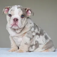 Lola, a female English Bulldog for sale in Dallas, TX – Photo 3 of 10