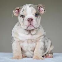 Lola, a female English Bulldog for sale in Dallas, TX – Photo 2 of 10