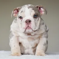 Lola, a female English Bulldog for sale in Dallas, TX – Photo 4 of 10