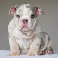 Lola, a female English Bulldog for sale in Dallas, TX – Photo 7 of 10