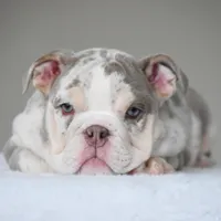 Lola, a female English Bulldog for sale in Dallas, TX – Photo 9 of 10