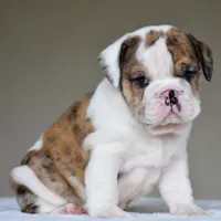 Gio, a male English Bulldog for sale in Dallas, TX – 6 of 8