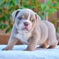 Ash, a male English Bulldog for sale in Dallas, TX – 7 of 9