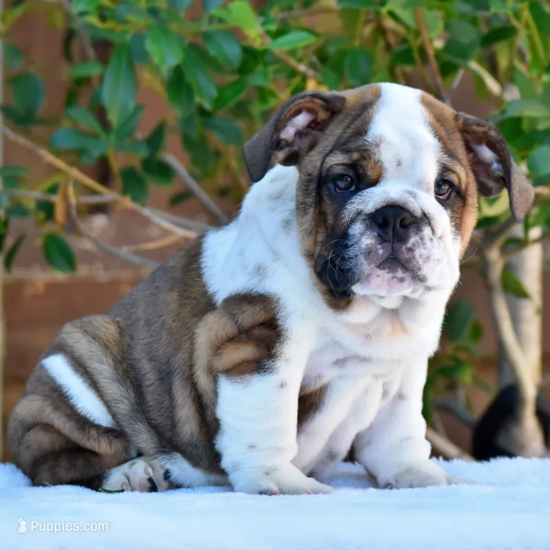 Malia – English Bulldog puppy for sale in Dallas, TX
