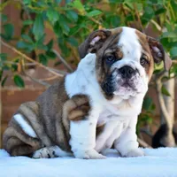 Malia, a female English Bulldog for sale in Dallas, TX – 1 of 9
