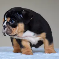 Romy, a female English Bulldog for sale in Dallas, TX – 5 of 10