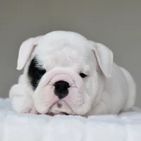 Polka, a female English Bulldog for sale in Dallas, TX – 5 of 9