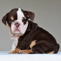 Jace, a male English Bulldog for sale in Dallas, TX – 7 of 10