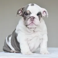Nala, a female English Bulldog for sale in Dallas, TX – 8 of 8