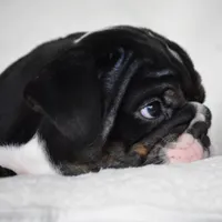 Capri, a female English Bulldog for sale in Dallas, TX – 9 of 10