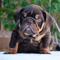 Rolo, a male English Bulldog for sale in Dallas, TX – 5 of 10