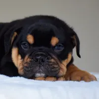 Ciro, a male English Bulldog for sale in Dallas, TX – 6 of 10