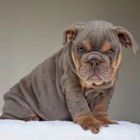 Enzo, a male English Bulldog for sale in Dallas, TX – 4 of 8