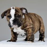 Luna, a female English Bulldog for sale in Dallas, TX – 5 of 6