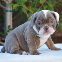 LILA, a female English Bulldog for sale in Dallas, TX – 5 of 7