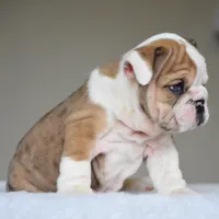 Vienna, a female English Bulldog for sale in Dallas, TX – 8 of 10
