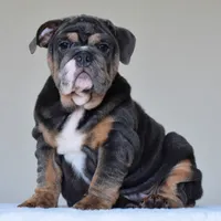 GASTON, a male English Bulldog for sale in Dallas, TX – 7 of 10