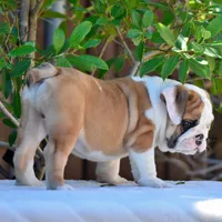 Nacho, a male English Bulldog for sale in Dallas, TX – 7 of 7