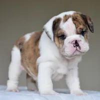 Gio, a male English Bulldog for sale in Dallas, TX – 3 of 8