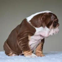 Coco, a female English Bulldog for sale in Dallas, TX – Photo 9 of 9