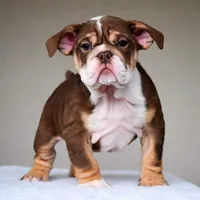 Coco, a female English Bulldog for sale in Dallas, TX – Photo 7 of 9