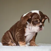 Coco, a female English Bulldog for sale in Dallas, TX – Photo 8 of 9