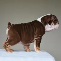 Coco, a female English Bulldog for sale in Dallas, TX – Photo 4 of 9