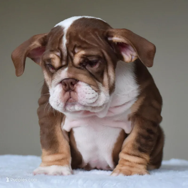 Coco – English Bulldog puppy for sale in Dallas, TX