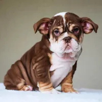 Coco, a female English Bulldog for sale in Dallas, TX – Photo 6 of 9