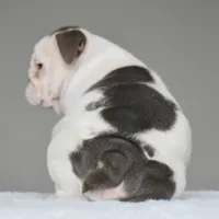 Linda, a female English Bulldog for sale in Dallas, TX – 2 of 10