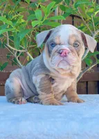 Nala, a female English Bulldog for sale in Dallas, TX – 6 of 9