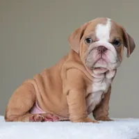 Simon, a male English Bulldog for sale in Dallas, TX – 4 of 10