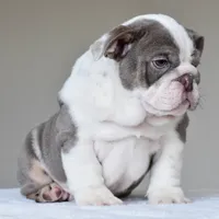 Oniy, a male English Bulldog for sale in Dallas, TX – 2 of 10
