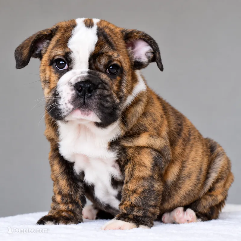 Luna – English Bulldog puppy for sale in Dallas, TX