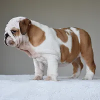 Stella, a female English Bulldog for sale in Dallas, TX – 5 of 10