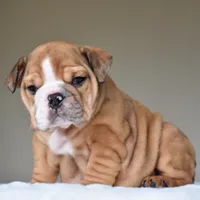 Paco, a male English Bulldog for sale in Dallas, TX – 6 of 9