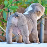 Ash, a male English Bulldog for sale in Dallas, TX – 9 of 9