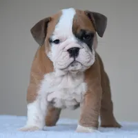 MIMI, a female English Bulldog for sale in Dallas, TX – 3 of 10