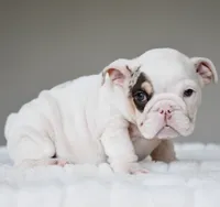 TRUFFLE, a female English Bulldog for sale in Dallas, TX – 7 of 7