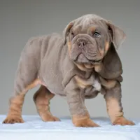 Cora, a female English Bulldog for sale in Dallas, TX – 2 of 10