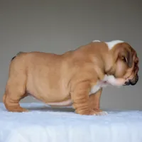 Zoe, a female English Bulldog for sale in Dallas, TX – 9 of 10
