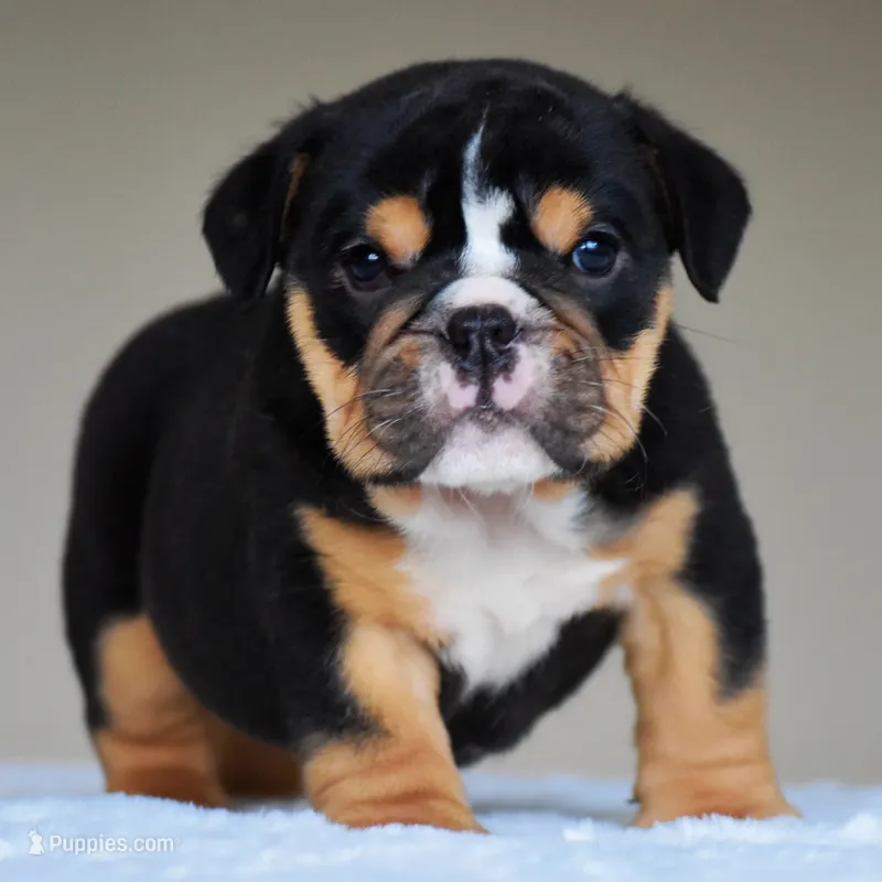Romy – English Bulldog puppy for sale in Dallas, TX
