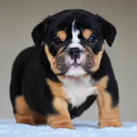 Romy, a female English Bulldog for sale in Dallas, TX – 1 of 10