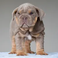 Cora, a female English Bulldog for sale in Dallas, TX – 4 of 10