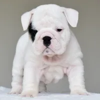 Polka, a female English Bulldog for sale in Dallas, TX – 6 of 9